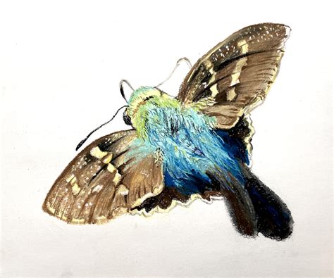 Long Tailed Skipper Artist Echo Railton