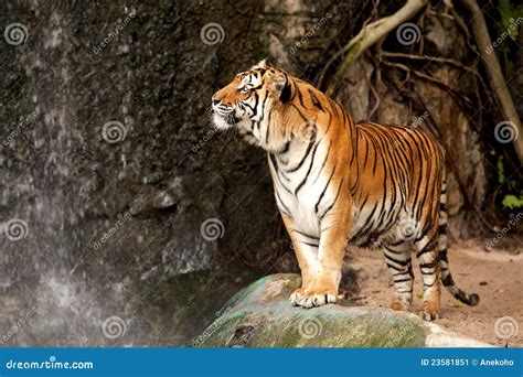 Royal Bengal Tiger Stock Image - Image: 23581851