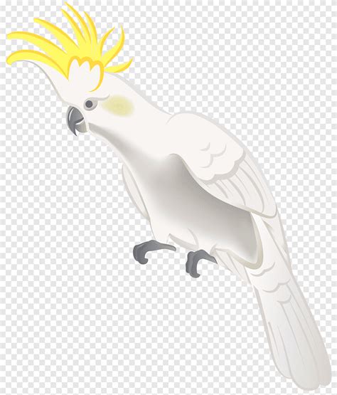 Pájaro periquito animal loro animales perico png PNGEgg