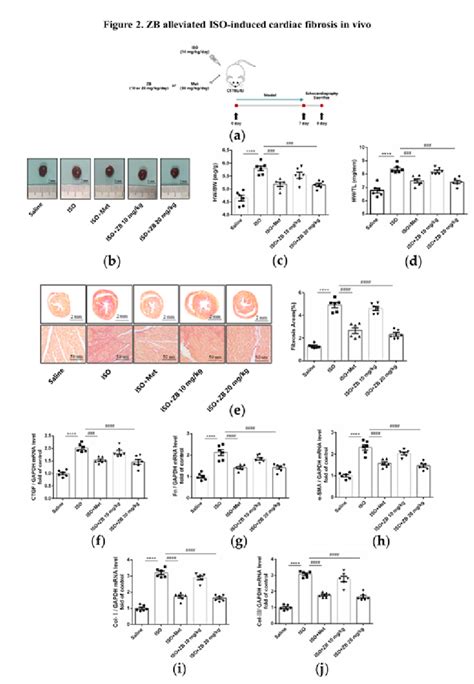 Zb Prevents Iso Induced Cardiac Dysfunction A Dosing Regimen In