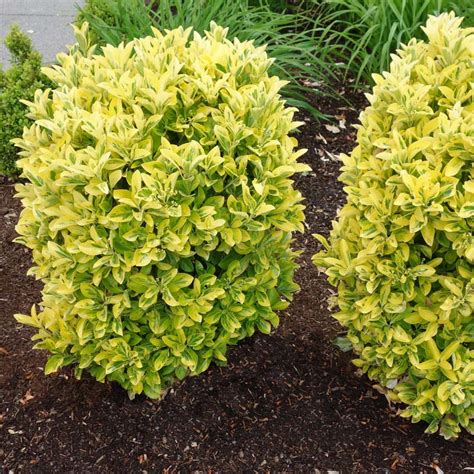 Euonymus Golden Stunning Gold Edged Variety Of Euonymus Japonicus