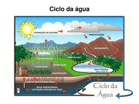 O Ciclo Da Agua Na Amazonia Pode Influenciar Nos Ecossistemas