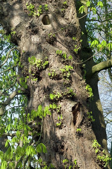 Epicormic Growth On A Horse Chestnut Tree Photograph By Dr Jeremy