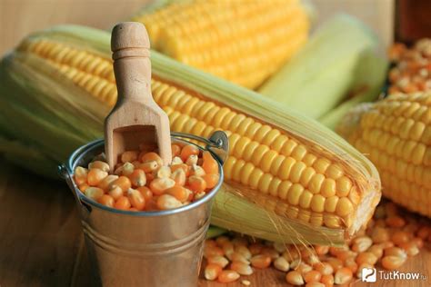 Кукуруза сахарная: состав, польза, противопоказания, рецепты
