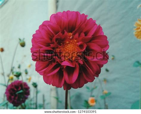 Bunga Dahlia Ungu Stock Photo 1274103391 | Shutterstock