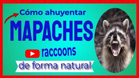 C Mo Ahuyentar A Los Mapaches Raccoons De Forma Natural Y Segura