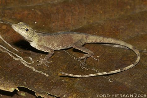 Brown Eared Anole BES Amazon Expedition Reptile Guide INaturalist