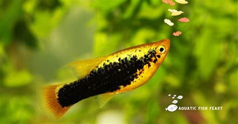 What Can Fish Eat Besides Fish Food(Prefered Guide)