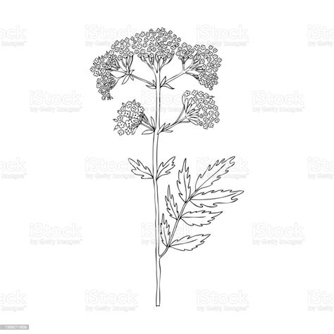 Ilustración De Valeriana Officinalis Botánica Dibujada A Mano Boceto De Tinta Vectorial Aislado