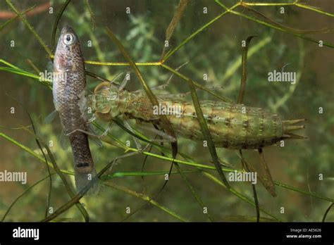 Dragonfly Nymph Eating Fish Hi Res Stock Photography And Images Alamy