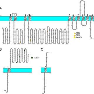 Topological representation of human sodium–potassium ATPase alpha ...