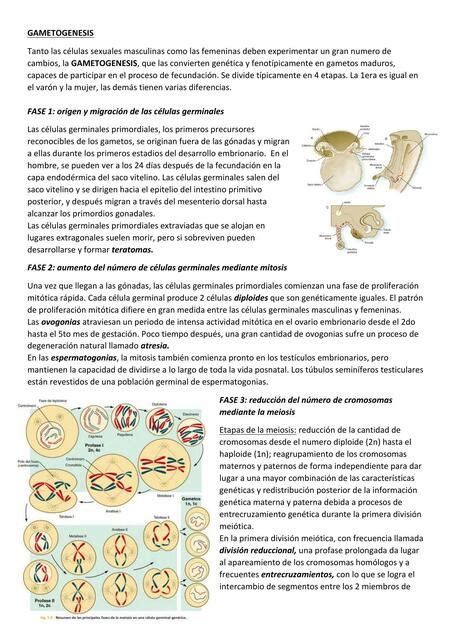 Gametogenesis Samanta Pizarro Udocz