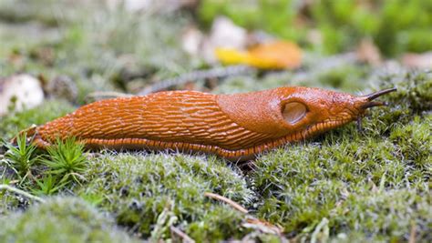 Comment se débarrasser naturellement des limaces dans votre jardin