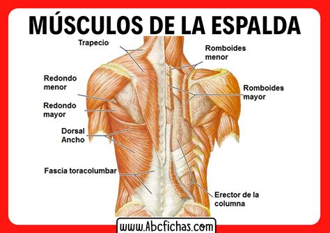 Los M Sculos De La Espalda Anatom A Muscular De La Espalda