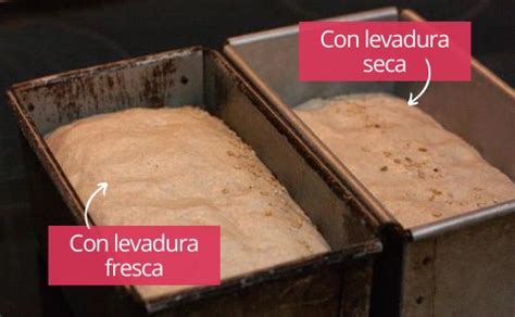 Levadura Seca Y Levadura Fresca El Bulo De La Equivalencia