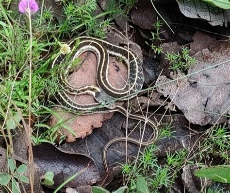 Black Necked Garter Snake From Nay M Xico By Edna Inaturalist