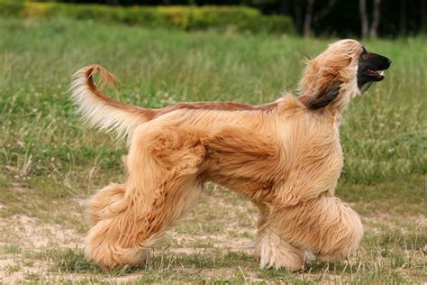 L Vrier Afghan D Couvrez La Race De Chien