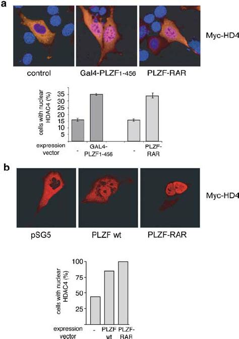 PLZF And PLZFRAR A Influence Subcellular Localization Of HDAC4 A