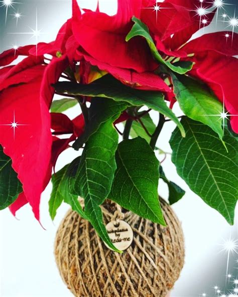 Poinsettia Kokedama Flores