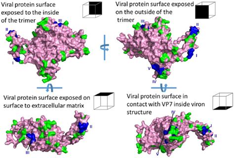 Surface Representation Of Monomeric Vp Of The Various Orientations