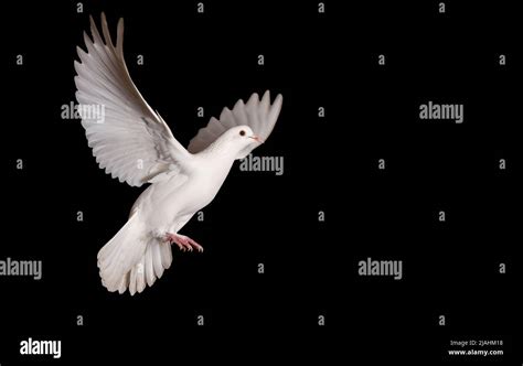 White Dove Flying On A Black Background Stock Photo Alamy