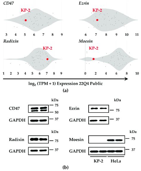 Expression Pattern Of Cd47 Ezrin Radixin And Moesin Erm In Kp 2 Download Scientific