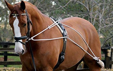 Lunging Your Horse Then You Need To Check These Out Horse And Hound