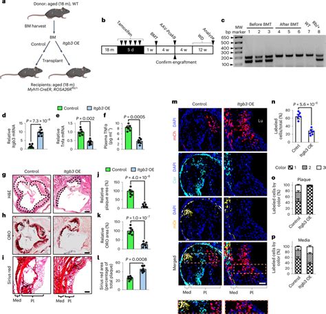 Overexpression Of Itgb3 In Aged BM Preserves The Dominance Of A Single