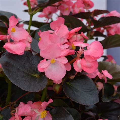 Begonia Benariensis Big® Rose With Bronze Leaf