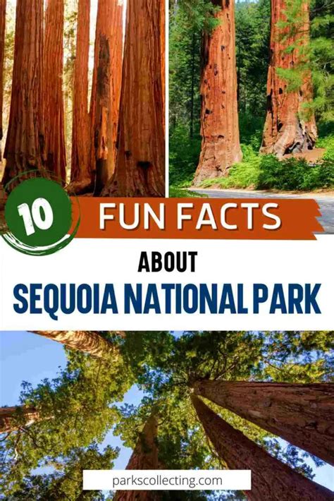 10 Fun Facts About Sequoia National Park