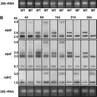 Northern Blot Analysis Total Rna M G Lane From