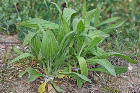 Plantago Lanceolata