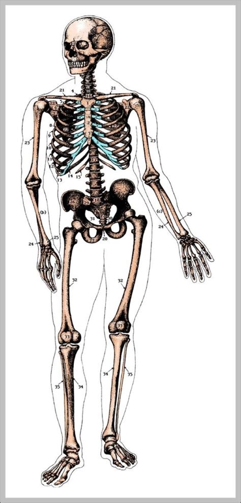 Printable Human Skeleton Diagram Unlabeled