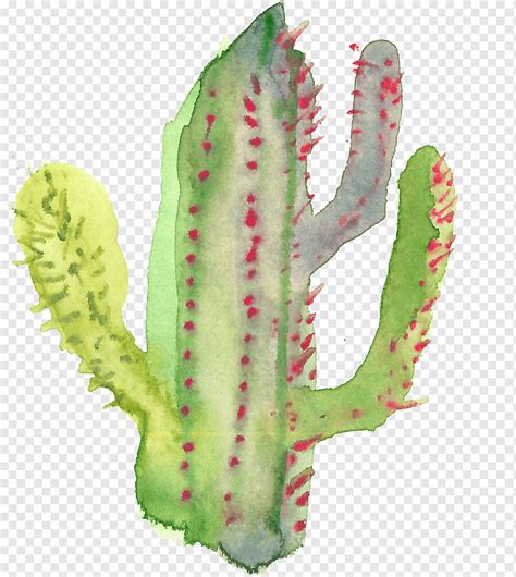 Cactaceae Succulent Plant Cactus Painted Leaf Hand Png PNGWing