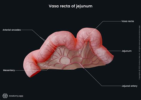 Vasa Recta Of Jejunum Media Library Anatomyapp Learn Anatomy