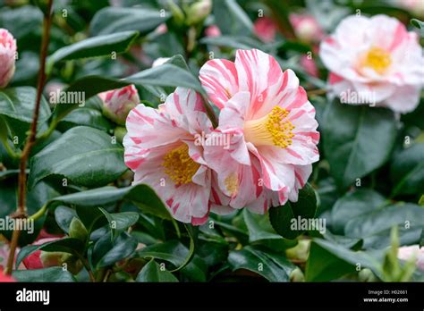 Japanese camellia (Camellia japonica 'Tricolor', Camellia japonica ...