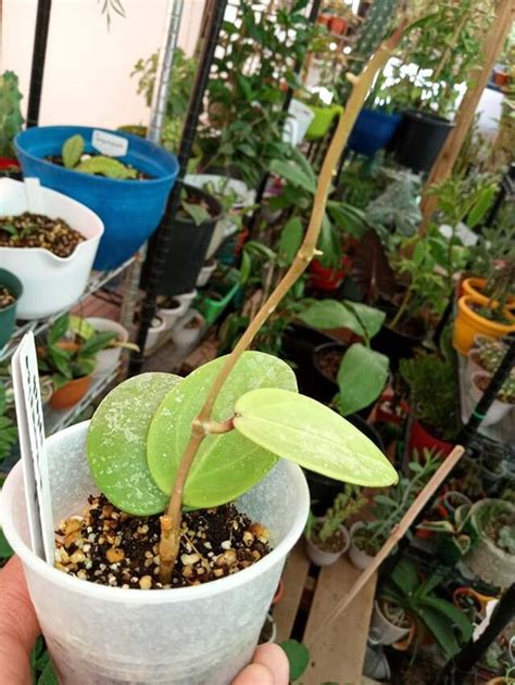 Hoya Verticillata Formerly Parasitica Splash Heart Leaf Rare House