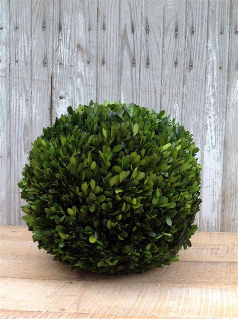 Preserved Boxwood Ball 16 Home Decorative Accents Home Decorative Accents