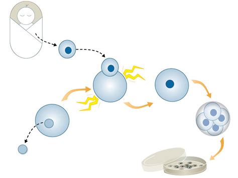 The History Of Cloning