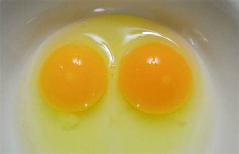 Are Eggs With Blood Spots Safe To Eat Meyer Hatchery Blog