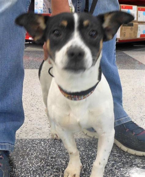 Adopt Trixie On Petfinder Rat Terrier Mix Terrier Mix Dogs Rat Terriers