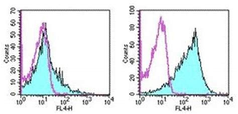 Cd86 B7 2 Monoclonal Antibody Gl1 Apc Ebioscience Invitrogen