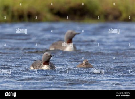 Red-throated loon / red-throated diver (Gavia stellata) pair in ...