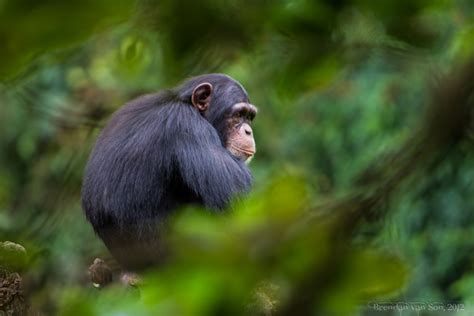 Tacugama Chimpanzee Sanctuary in Photos - Brendan van Son Photography