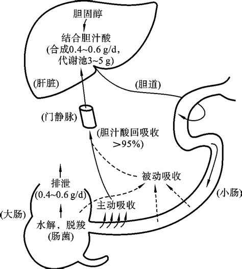 胆汁与胆汁酸的代谢 生物化学 挂云帆