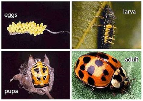 Asian Lady Beetles Infestation At Landc The Bridge