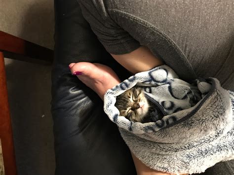 My Kitten is Sick After Vaccine: Bloody Stool & Vomiting | Petco