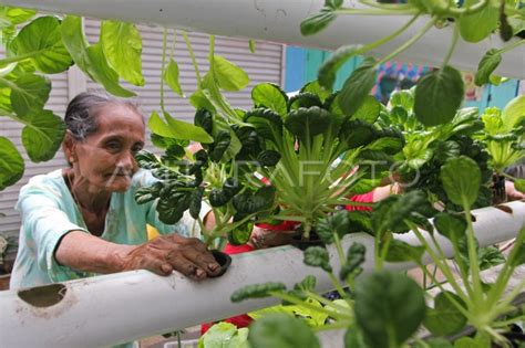 Upaya Menjaga Ketahanan Pangan Dengan Urban Farming Antara Foto