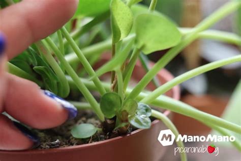 Cuidados De La Pilea Peperomioides Cultivo De Plantas Abonos Para