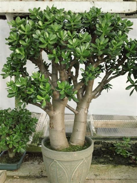 Crassula Ovata Jade Plant World Of Succulents